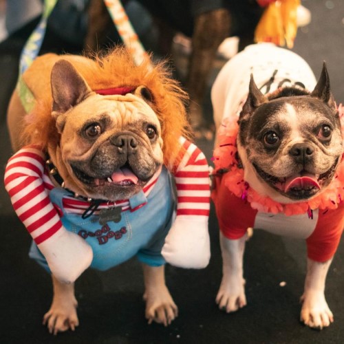 ‘CarnavAU’ promove folia para pets e tutores neste sábado em Volta Redonda